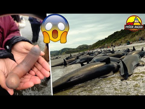 Video: Saya Bertemu Dua Ikan Raksasa Di Teluk Carnelian Di Krimea, Koktebel - Pandangan Alternatif