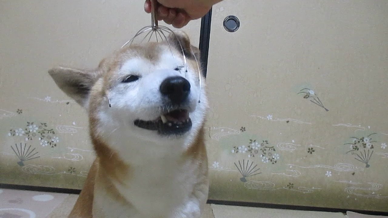 ヘッドマッサージで極上気分の柴犬ちゃめ Shiba Inu - YouTube