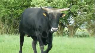 オーロックスが復元された 大きさ 特徴の牛との違いは