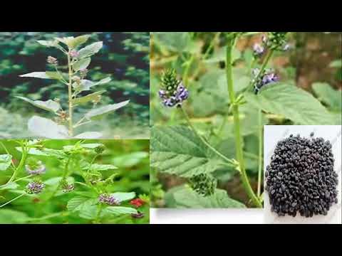 Video: Psoralea - Psoralea Eelised Ja Kasutusalad Psoralea Drupe