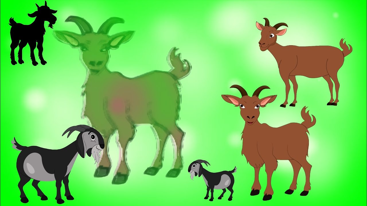 Copyright free green screen animated Goat|animated little goat|Goat ...