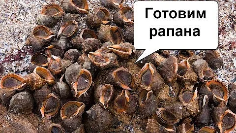 Рапаны. Как готовить, чистить.