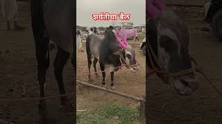 शर्यतीचा बैल विक्रीस #बाजार #viral #शेतकरी #shortsvideo #cow #farming #बैलगाडा #शेतकरी #farmer #नाद