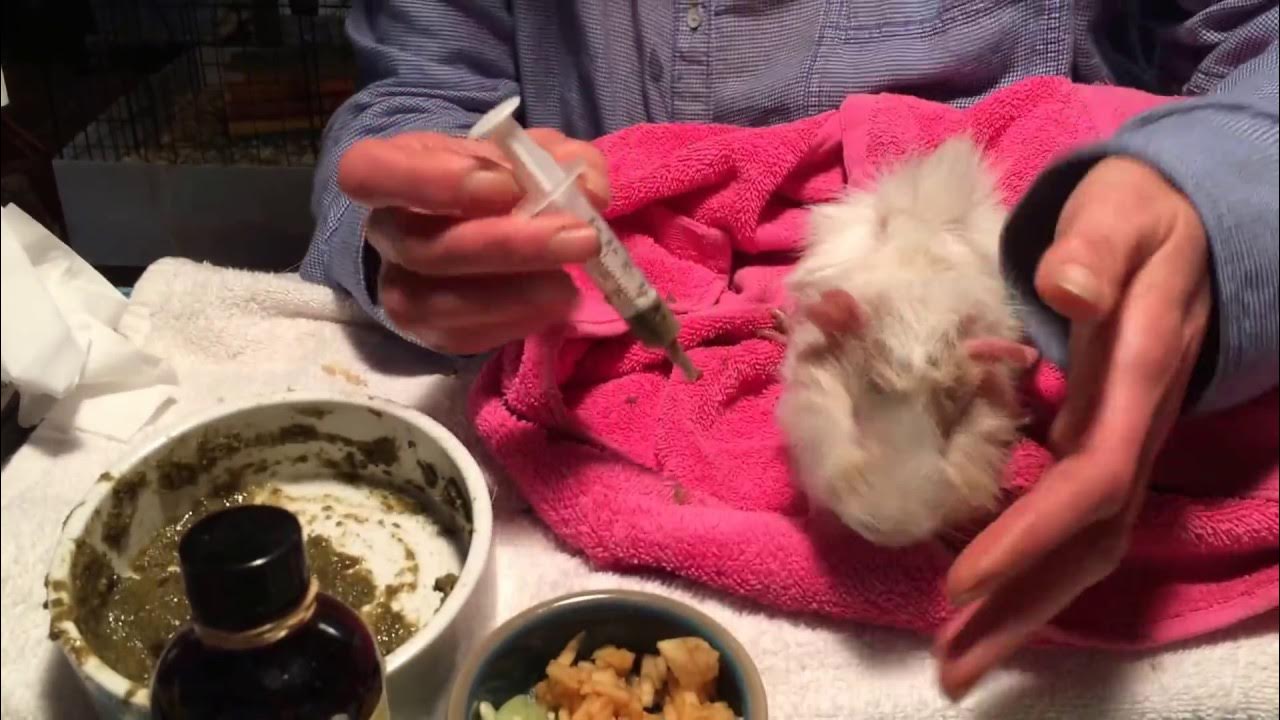 White Lethal Baby Guinea Pig YouTube