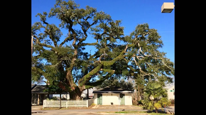 Oliver Pollock Live Oak Spr 2014