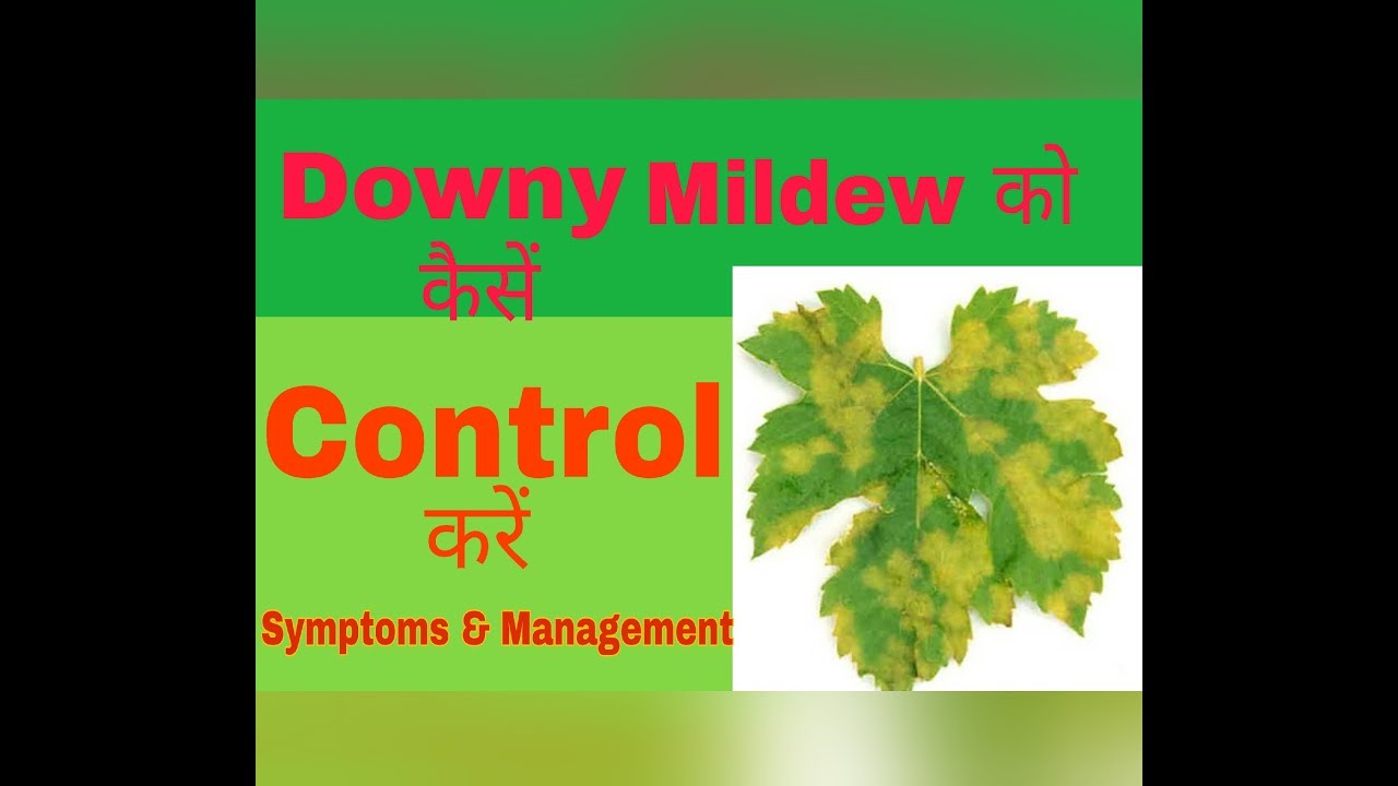 How To Control Downy Mildew On Grapes Disease Management Agro Tech How To Control Downy Mildew On Grapes Disease Management Agro Tech
