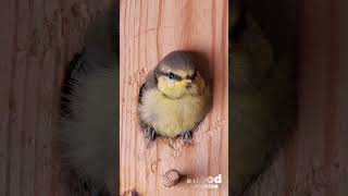 Why is it worth installing a nesting box on your balcony or in the garden. Bluetit chics 🐥#shorts