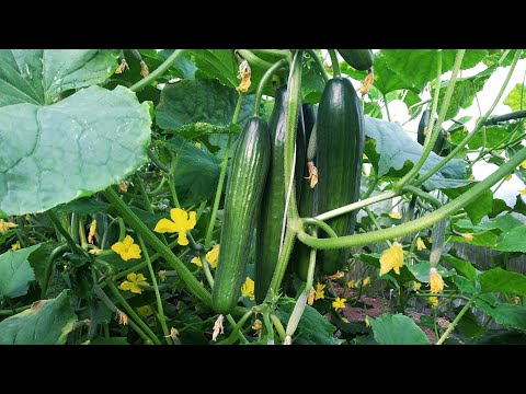 Video: Güvenilir Salatalık çeşitleri Ve Uygun Yetiştirme Teknikleri