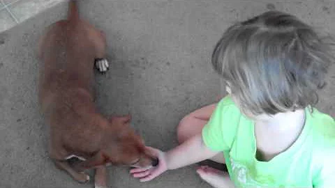 Reggie chews toes