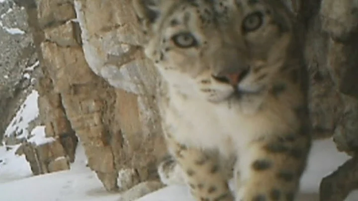 Rare footage of snow leopard in China - DayDayNews