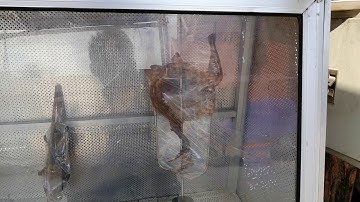 kev ua luam muag qaib ci