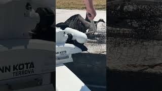 Osprey Bird Saved from Water with Fishing Net and Released on Dock