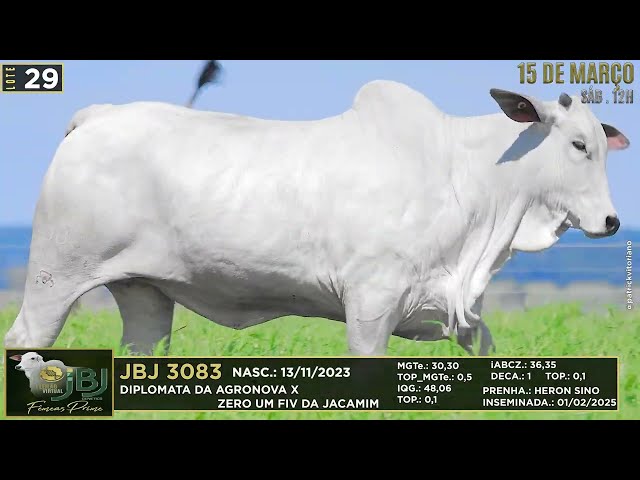 LOTE 29   JBJ 3083