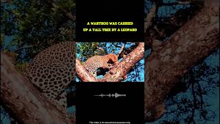 Poor baby Warthog Caught by Leopard         #wildlife #facts #animals #nature