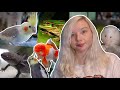 FEEDING ALL MY PETS IN ONE VIDEO!