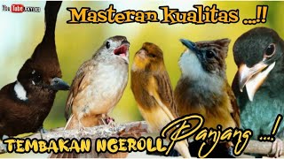 MASTERAN KUALITAS TEMBAKAN NGEROLL PANJANG || cililin  k,tembak  Tengkek  kenari  jenggot