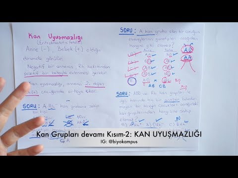 Kalıtım 10. Sınıf | Kan Uyuşmazlığı ( Kan Grupları, Soy Ağacı Örnek Soru Çözümü ) - Kısım 2