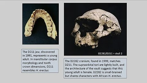 CARTA: Origins of Genus Homo  Philip Rightmire: Dm...
