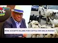Wike Accepts Blame For Cattle on Abuja Road