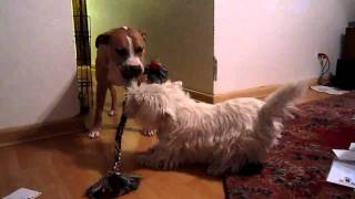 Arthur Vs. Mustang In Tug-Of-War