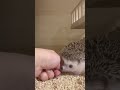 ハリネズミのお掃除チェック Hedgehog cleaning check / #hedgehog#shorts#ハリネズミ#cutest