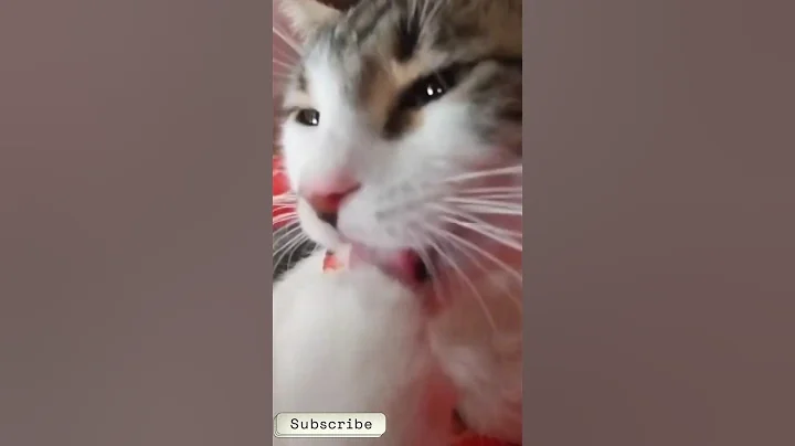 Video 11694531: cat cleaning, grooming, cute cat