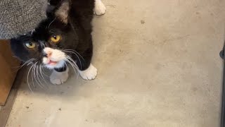 外に出たいのにご飯食べちゃう猫