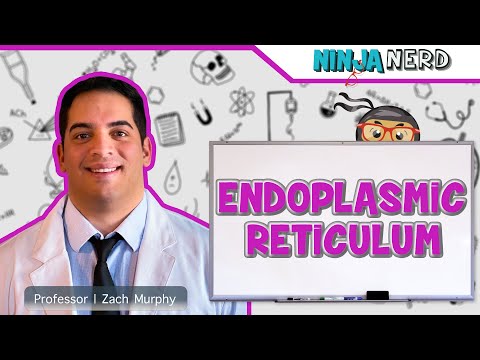 Smooth Endoplasmic Reticulum, Overview, Functions & Structure - Video &  Lesson Transcript