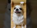 smile~ #dogshorts #chihuahua #cute #dog #funny #doglover #chihuahuafanclub #shorts
