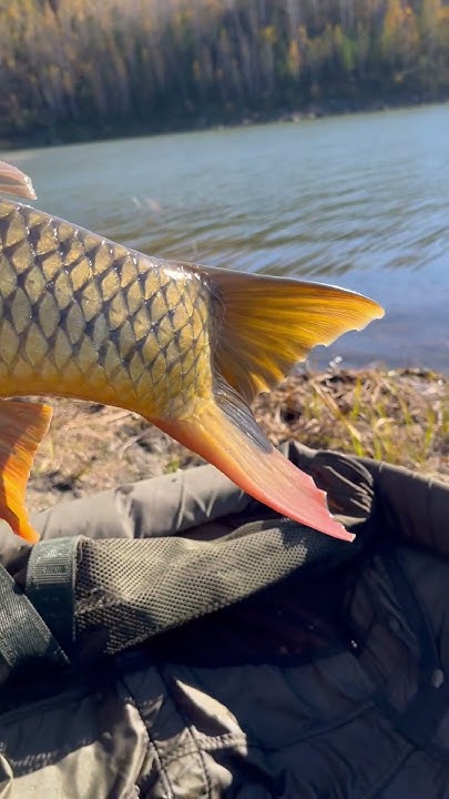 Полное видео с трофейной рыбалки уже на канале #карпфишинг #fishing # ...