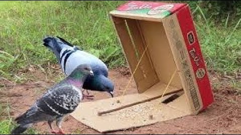 Simple Quick Pigeon Trap Make From Cardboard Box - Creative Easy Bird Trap