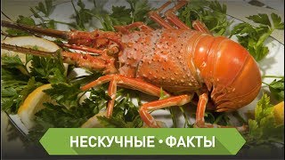 ТОП 5 самых дорогих блюд ТОП 5 самых дорогих блюд