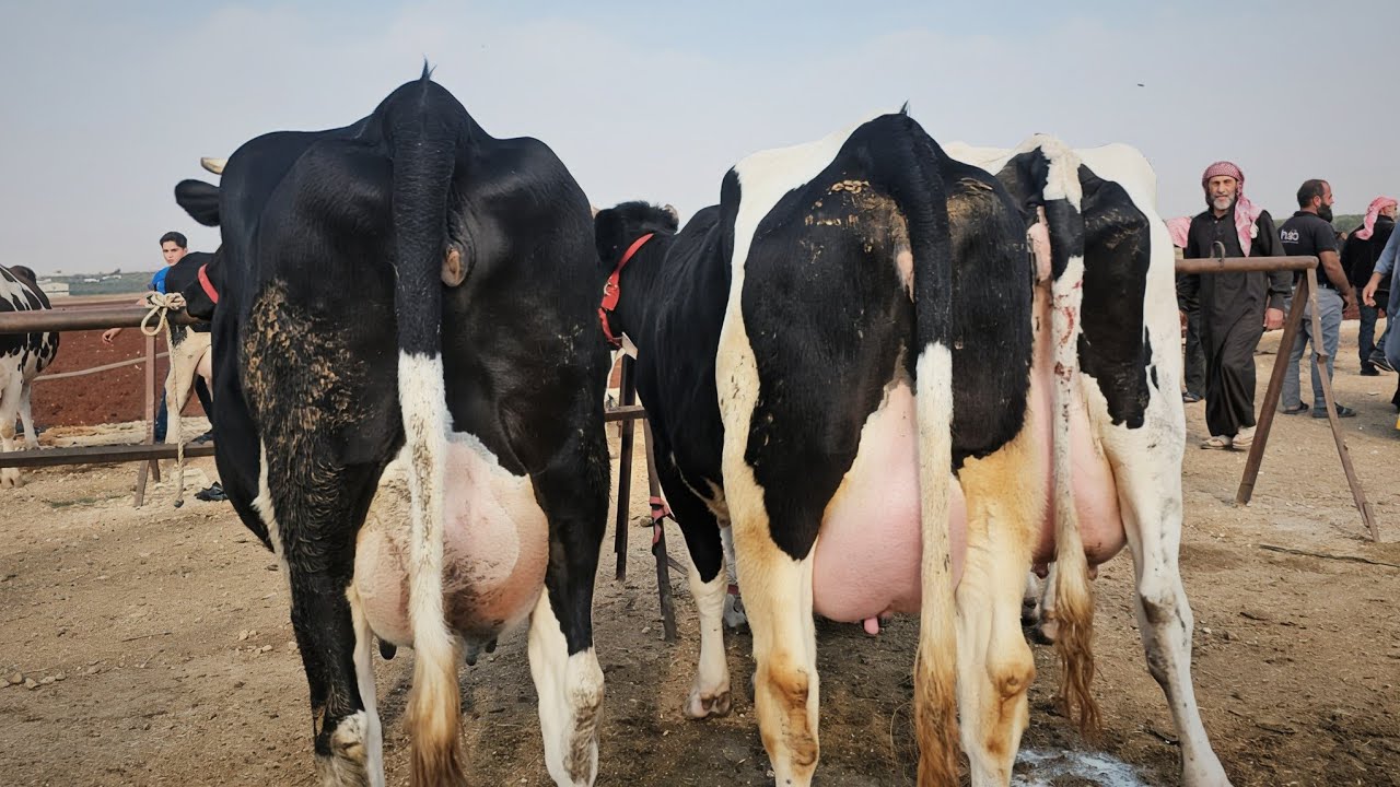 سوق البقر في معرةمصرين نزل بقر الحليب 30كيلو كفالة سعر اللحم بتاريخ /11/6لتواصل 0997192642