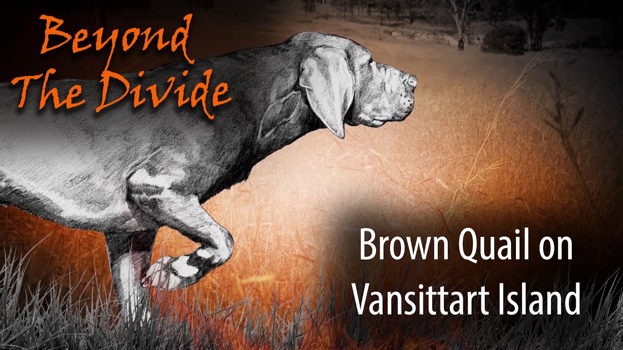 Brown Quail on Vansittart Island | Beyond The Divide Series 4 Ep 9