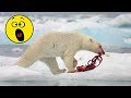 Видео как МЕДВЕДЬ напал на МЕДВЕЖОНКА январь 2019 Охота на медведя другим медведем