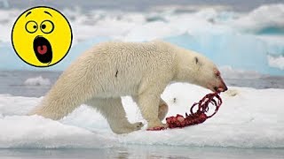 Видео как МЕДВЕДЬ напал на МЕДВЕЖОНКА январь 2019 Охота на медведя другим медведем by Природа с Кузьмичом 59,777 views 5 years ago 1 minute, 43 seconds