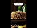 ¡Transforma tu dieta con el poder de la quinoa!