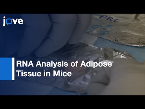 चूहों में वसा ऊतक का आरएनए विश्लेषण