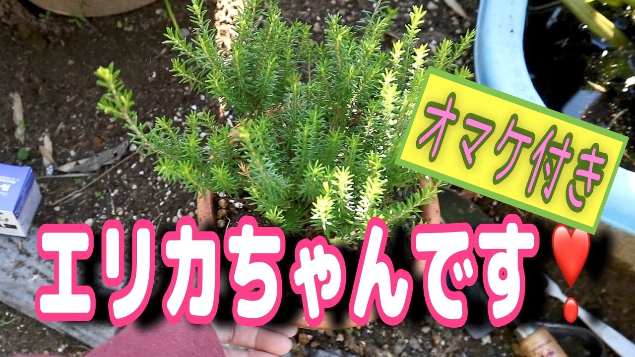 エリカ【超低木、若干酸度好、挿木してみた】【ゲスト蕎麦の花】