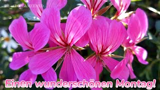 Einen Schönen Montag Und Guten Start In Die Neue Woche..