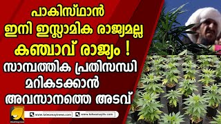 സാമ്പത്തിക പ്രതിസന്ധി മറികടക്കാൻ കഞ്ചാവ് കൃഷിയിലേക്ക് കടന്ന് പാകിസ്ഥാൻ | pakistan