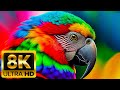 Animaux beaux moments  8k 60fps ultra  avec de la musique relaxante color dynamique