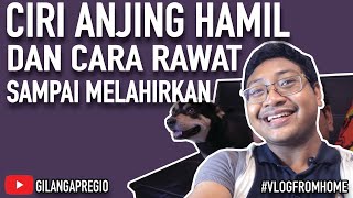 CIRI ANJING HAMIL ‼️ JANGAN SAMPAI KEJADIAN BEGINI.. #cirianjinghamil #tipsanjingmelahirkan