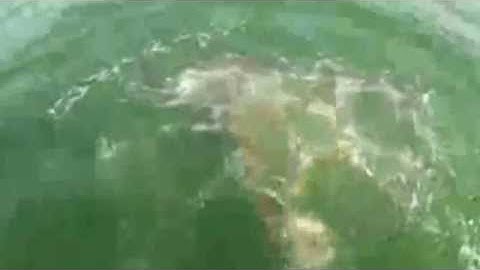 Grouper eats a shark in one bite