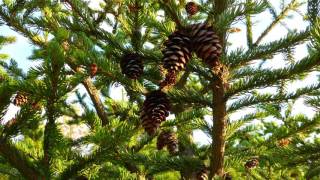 Identify My Trees: Conifers