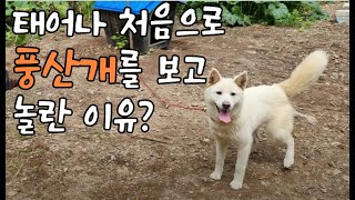태어나 처음으로 풍산개를 보고 놀란 이유