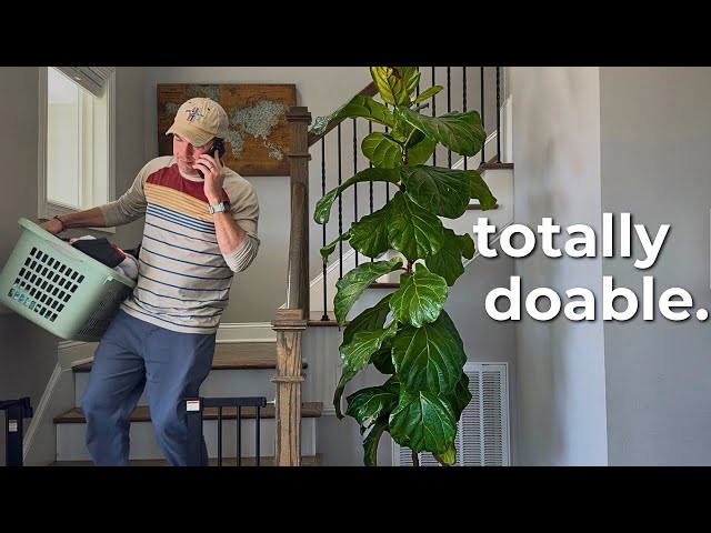 where to buy money tree Money Tree