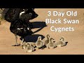 Dawlish Black Swans Cygnets 3 Days Old Cutest Animals