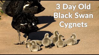 Dawlish Black Swans Cygnets 3 Days Old Cutest Animals