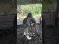 【夏の風物詩】牛のケツ穴に氷を突っ込む?Part②